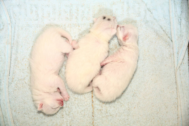 Újszülött kiscicák először szopnak macskatejet csukott szemmel. A kis albínó cicák teljesen fehérek. A macska kiscicákat szült és lefeküdt velük.. - Fotó, kép