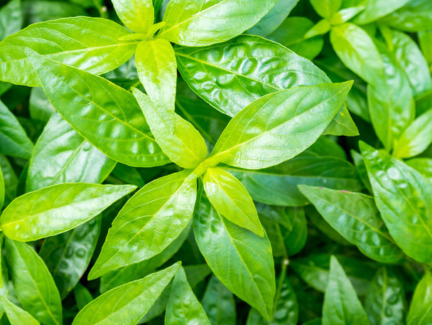 folhas de plantas aromáticas frescas Andrographis paniculata (Burm.f.) Parede ex Nees
 - Foto, Imagem