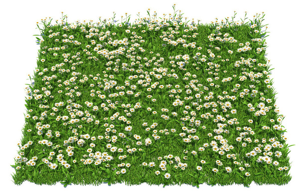 solid carpet of white flowers close-up, 3d illustration - Фото, изображение