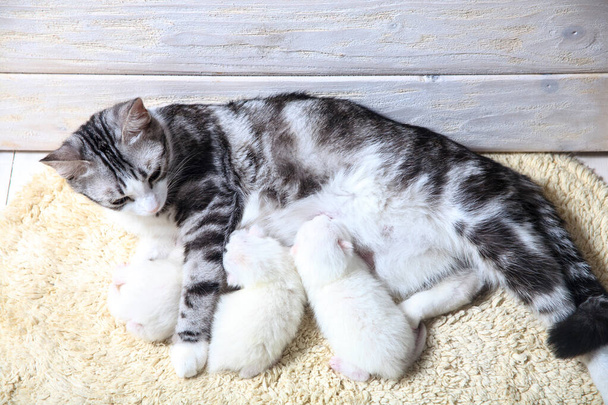 Noworodki po raz pierwszy wysysają kocie mleko z zamkniętymi oczami. Małe kociaki albinosów są całkowicie białe. Kot urodziła kociaki i śpi z nimi. - Zdjęcie, obraz