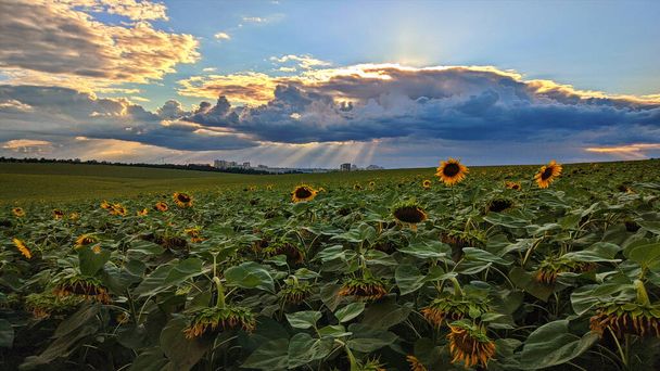  Summer evening. There will be a thunderstorm. The road. Sunflowers.  - Photo, Image