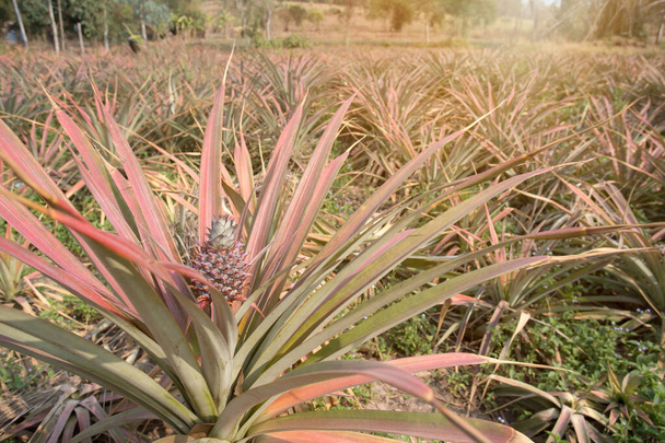 Zemědělská okupace ananas ovoce na stromě na plantáži v Thajsku. Tropické ananasové ovoce s krásným světlem. - Fotografie, Obrázek