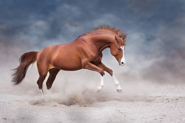 Красивая рыжая лошадь, бегущая по пустыне - Фото, изображение