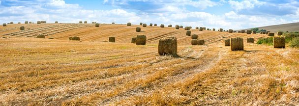 Big panorama of straw bales hay in the stubble field, agricultural field under a blue sky - Photo, Image