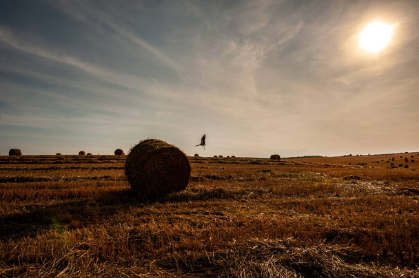 cylindrical bale of straw against the sun in the field, silhouette of a stork in flight - Photo, Image