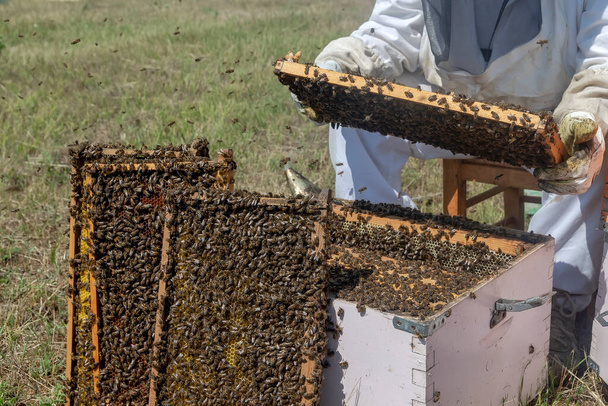 Een imker die een honingraat vol bijen vasthoudt. De imker inspecteert het honingraatframe bij de bijenstal. Bijenteeltconcept - Foto, afbeelding