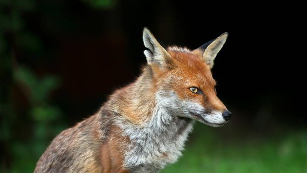Tapeta Fox s vysokým rozlišením - Fotografie, Obrázek