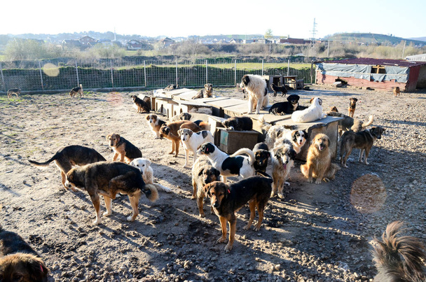 Ανεπιθύμητα και άστεγα σκυλιά γαβγίζουν στο καταφύγιο ζώων. Άσυλο για σκύλους. Οι αδέσποτοι σκύλοι ζουν σε άθλιες συνθήκες σε σιδερένιο κλουβί. Καημένα και πεινασμένα σκυλιά του δρόμου - Φωτογραφία, εικόνα