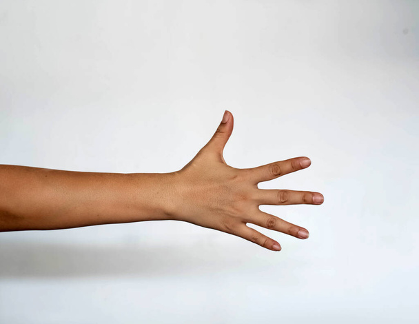 Back of hand and five fingers showing  on white background - Foto, imagen