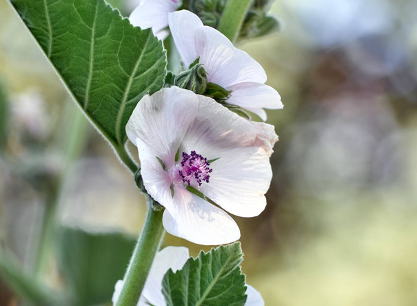 Wild flower Althaea officinalis in the garden. - Photo, Image