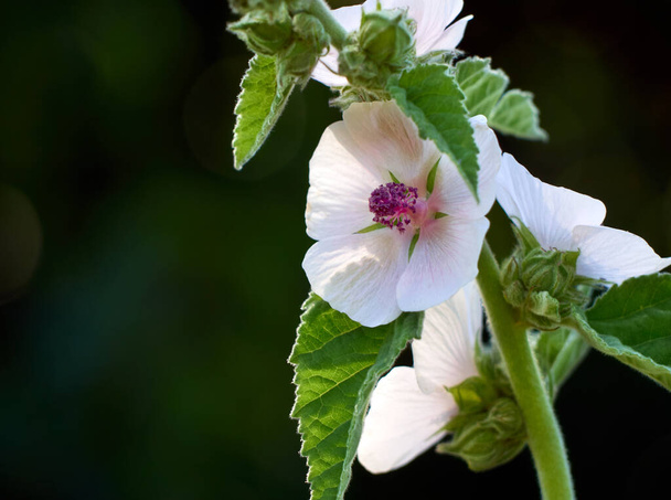 Wild flower Althaea officinalis in the garden. - Photo, Image