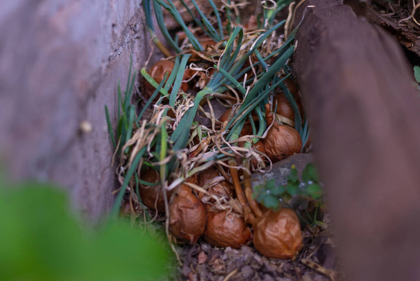 black mold onions. onion head with golden husk and mold on top. fungal disease on vegetables. onion disease, close-up of bulbs, shriveled, growing in urban conditions, in dirty soil - Photo, Image
