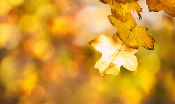 Autumn background with red, orange, yellow leaves and golden sun lights, natural bokeh. Fall nature landscape with copy space, banner  - Photo, image