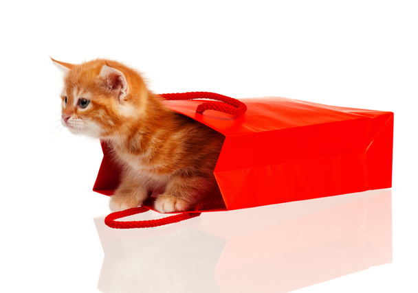 Red kitten - Фото, изображение