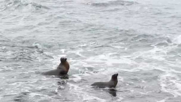 Lachtani na skalách v La Jolle. Hravé divoké lachtaní tuleni plazící se po kamenech a mořských řasách. Tichý oceán cáká vlny. Chránění mořští savci v přírodních stanovištích volně žijících živočichů, San Diego, Kalifornie, USA - Záběry, video