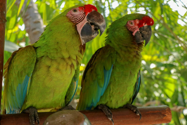Un paio di pappagalli Ara Ambigua innamorati. Grande ara verde conosciuta anche come la grande ara militare o l'ara di Buffon. o il grande macaw militare. Animali selvatici. - Foto, immagini