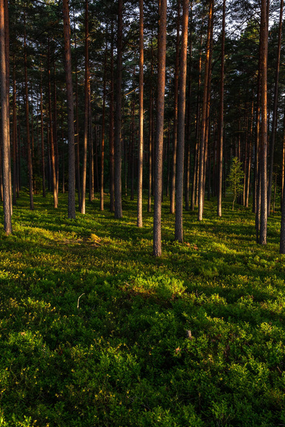 Pine forest with shadows during warm summer evening - Foto, imagen