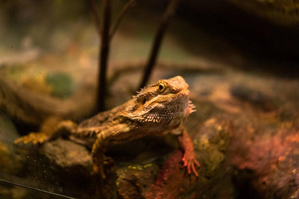 Close up view of iguana in terrarium - Fotoğraf, Görsel