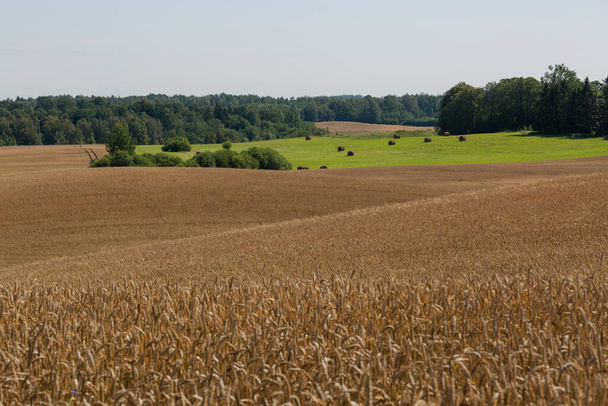 Ripe agricultural field with golden wheat - Φωτογραφία, εικόνα