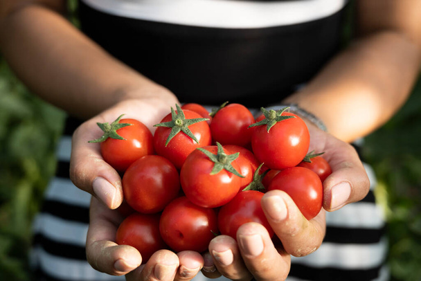 Женщина держит в руках красные помидоры черри  - Фото, изображение
