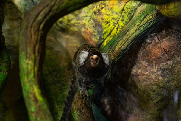 Lindo mono capuchino sentado en la rama del árbol   - Foto, Imagen