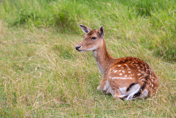 Cute deer lying on green grass - Foto, Bild