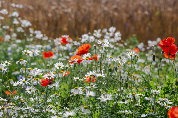 Kwitnące czerwone maki na polu z innymi polnymi kwiatami - Zdjęcie, obraz