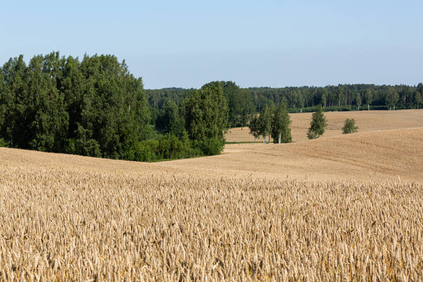 Reifes Ackerland mit goldenem Weizen - Foto, Bild