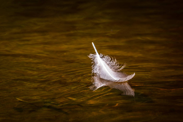 φτερά πουλιών στο νερό με αντανακλάσεις - Φωτογραφία, εικόνα
