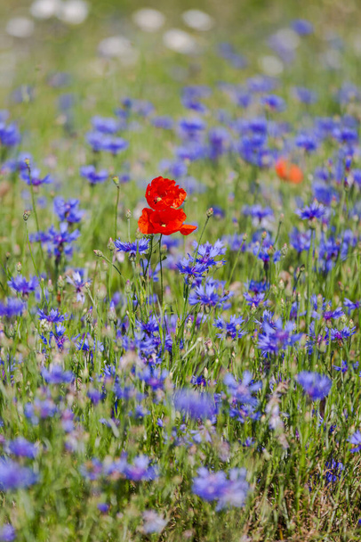 Blühende rote Mohnblumen auf dem Feld mit anderen Wildblumen - Foto, Bild