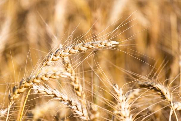 campo agricolo dorato con grano maturo - Foto, immagini