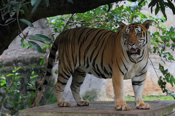 tigre, sumatra tigre animal fauna fotografía - Foto, Imagen