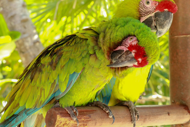Egy pár Ara Ambigua papagáj szerelmes. Nagy zöld arapagáj, más néven a nagy katonai arapagáj vagy Buffon arapagája. vagy a nagy katonai arapapagájt. Vadon élő állatok. - Fotó, kép