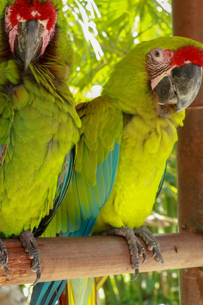 Пара влюблённых попугаев Ара Амбигуа. Большой зелёный ара, также известный как великий военный ара или ара Буффона. или великий военный ара. Животные. - Фото, изображение
