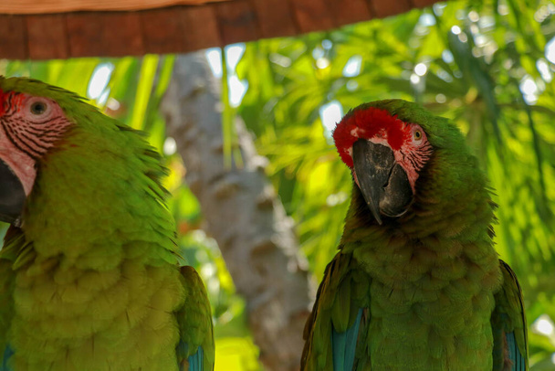 Zblízka krásné peří barevného ptáka, Green okřídlený papoušek Macaw Red a Green Macaw. Exotická zvěř pro pozadí, tapety, pozadí a texturu. - Fotografie, Obrázek