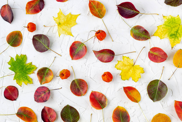 Colorful pattern made of fallen autumn leaves on white background - Photo, image