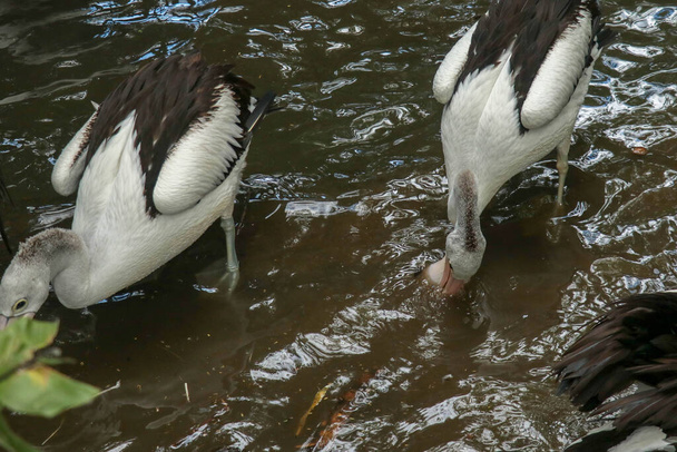 Pélican australien Pelecanus conspicillatus nageant. Le pélican australien a le plus long bec de tous les oiseaux. - Photo, image