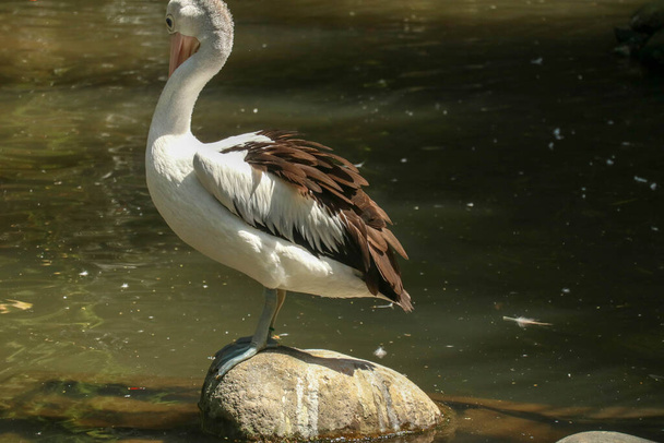 Een Australische pelikaan Pelecanus conspicillatus in het wild. - Foto, afbeelding