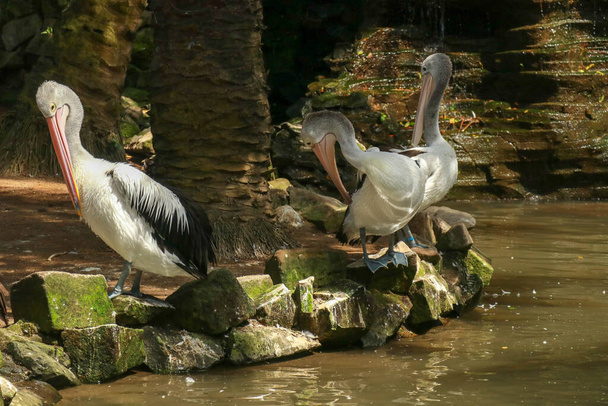 Group of Australian pelicans, Pelecanus conspicillatus, swims in the water. It is a large waterbird in the Pelecanidae family, widespread on the inland and coastal waters of Australia. - Photo, Image