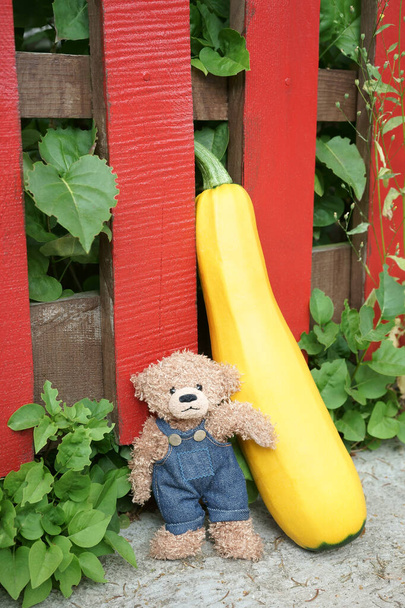 A little Teddy bear in a jeans overall is posing next to a big yellow zucchini. A red wooden fence and green vegetation in the background. - Zdjęcie, obraz
