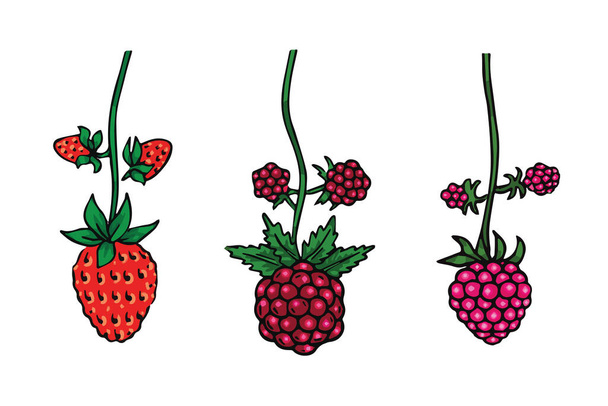 Vector berries illustration collection - Вектор, зображення