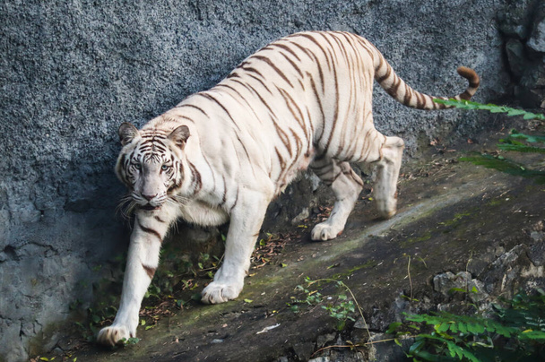 Білий тигр у дикій природі - спускається по схилу
 - Фото, зображення