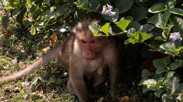 Monkey with infected neck hiding in a bush - Photo, Image