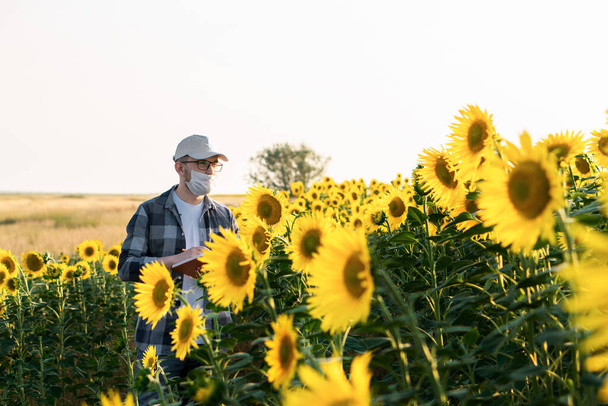 Young agronomist inspecting sunflowers in field.  Organic farming concept. - Foto, imagen