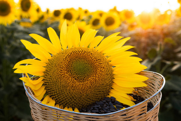 Sonnenblumen- und Sonnenblumenkerne in einem Korb aus nächster Nähe. Hintergrund des Feldes. - Foto, Bild
