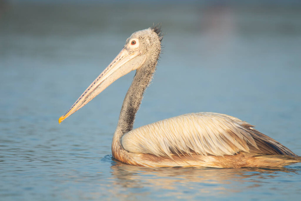Pelican nageant dans un lac - Photo, image