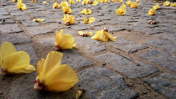 Flores en suelo de adoquines - Foto, imagen