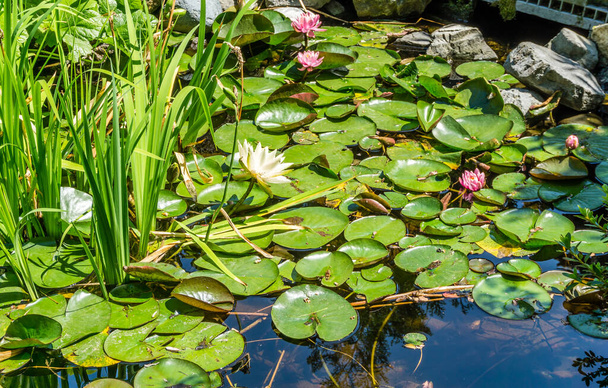 Kvetoucí voda Lillies v Seatac, Washington. - Fotografie, Obrázek