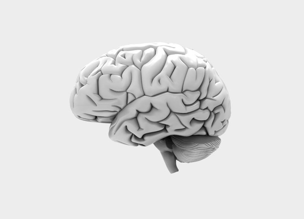 Renderização 3D do cérebro humano - visão lateral
 - Foto, Imagem