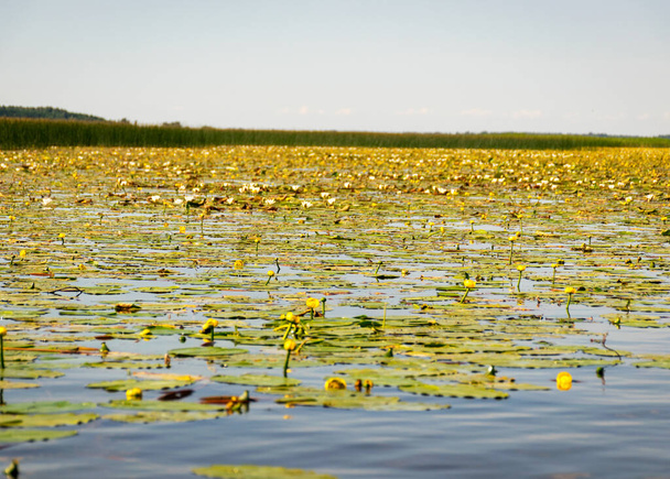 keltainen vesi lilja niitty, aurinkoinen kesäpäivä, suuri tasanko villi liljat, Lake Burtnieks, Latvia - Valokuva, kuva